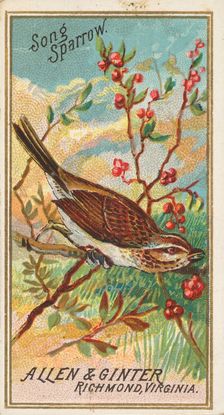 Song Sparrow, from the Birds of America series (N4) for Allen & Ginter Cigarettes Brands, 1888. Creator: Allen & Ginter