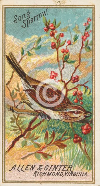 Song Sparrow, from the Birds of America series (N4) for Allen & Ginter Cigarettes Brands, 1888. Creator: Allen & Ginter.
