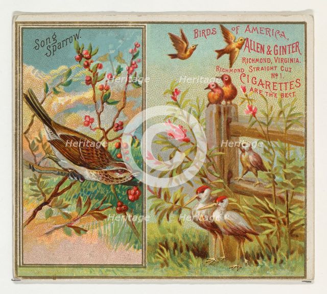 Song Sparrow, from the Birds of America series (N37) for Allen & Ginter Cigarettes, 1888. Creator: Allen & Ginter.