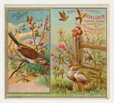 Song Sparrow, from the Birds of America series (N37) for Allen & Ginter Cigarettes, 1888. Creator: Allen & Ginter
