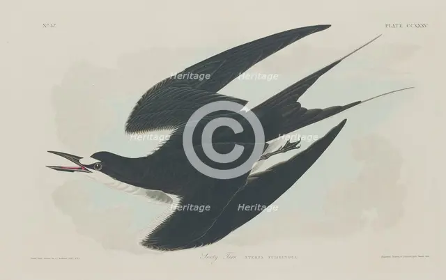 Sooty Tern, 1834. Creator: Robert Havell.