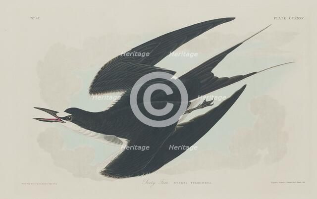 Sooty Tern, 1834. Creator: Robert Havell.