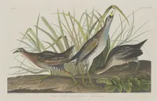 Sora or Rail, 1834. Creator: Robert Havell