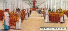 Sorting Tobacco 1926