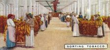 Sorting Tobacco 1926