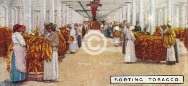 'Sorting Tobacco', 1926. Artist: Unknown.