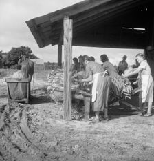Sorting and stringing the "golden leaf" at the tobacco barn, near Hartsville, South Carolina, 1938. Creator: Dorothea Lange