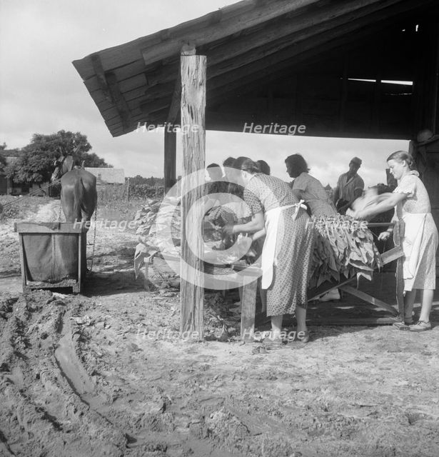 Sorting and stringing the "golden leaf" at the tobacco barn, near Hartsville, South Carolina, 1938. Creator: Dorothea Lange.