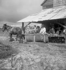 Sorting and stringing the "golden leaf" at the tobacco barn, near Hartsville, South Carolina, 1938. Creator: Dorothea Lange