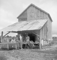 Sorting and stringing the "golden leaf" at the tobacco barn, near Hartsville, South Carolina, 1938. Creator: Dorothea Lange
