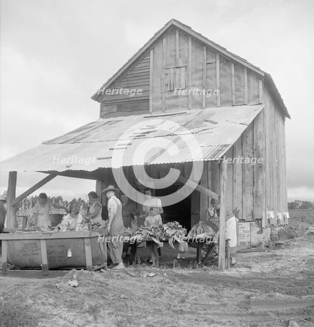 Sorting and stringing the "golden leaf" at the tobacco barn, near Hartsville, South Carolina, 1938. Creator: Dorothea Lange.