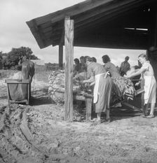 Sorting and stringing the "golden leaf" at the tobacco barn, near Hartsville, South Carolina, 1938. Creator: Dorothea Lange