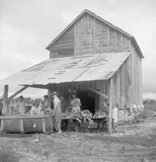 Sorting and stringing the "golden leaf" at the tobacco barn, near Hartsville, South Carolina, 1938. Creator: Dorothea Lange