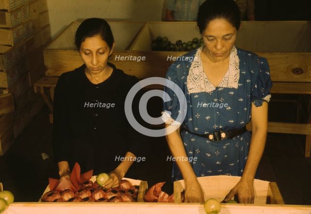 Sorting and packing tomatoes at the Yauco Cooperative Tomato Growers Association, Puerto Rico, 1942. Creator: Jack Delano.