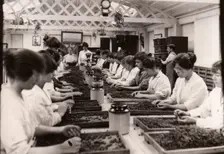 Sorting blackcurrants, Rowntree factory, York, Yorkshire, 1920