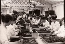 Sorting blackcurrants, Rowntree factory, York, Yorkshire, 1920