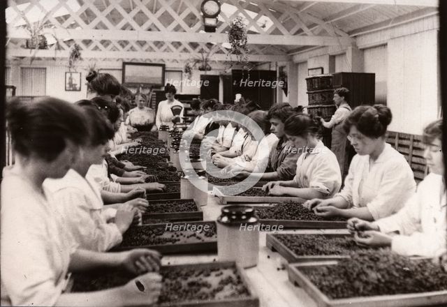 Sorting blackcurrants, Rowntree factory, York, Yorkshire, 1920. Artist: Unknown
