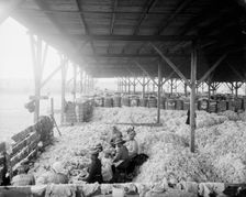 Sorting cotton, between 1900 and 1910. Creator: Unknown