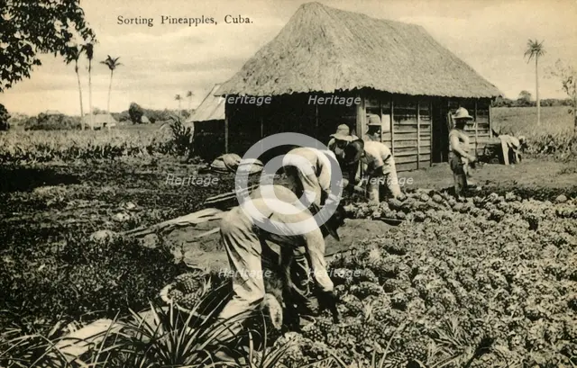 'Sorting Pineapples, Cuba', late 19th-early 20th century.  Creator: Unknown.