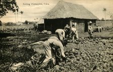 Sorting Pineapples, Cuba late 19th-early 20th century. Creator: Unknown