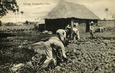 Sorting Pineapples, Cuba late 19th-early 20th century. Creator: Unknown