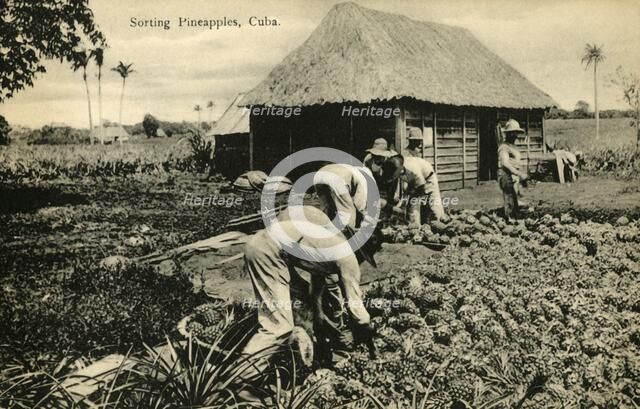 'Sorting Pineapples, Cuba', late 19th-early 20th century.  Creator: Unknown.