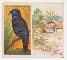 Satin Bower Bird, from Birds of the Tropics series (N38) for Allen & Ginter Cigarettes, 1889. Creator: Allen & Ginter