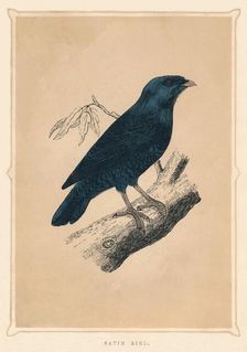 Satin Bird (Ptilonorhynchus violaceus), c1850, (1856)