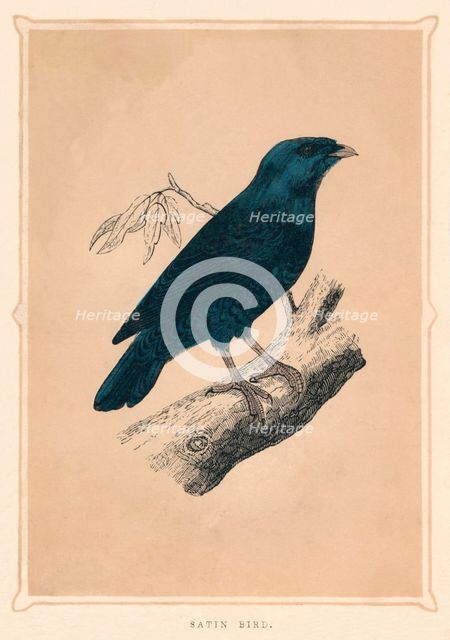 'Satin Bird', (Ptilonorhynchus violaceus), c1850, (1856). Artist: Unknown.