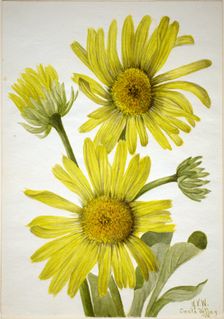 Satinleaf Goldenhead (Enceliopsis covillei), 1935. Creator: Mary Vaux Walcott