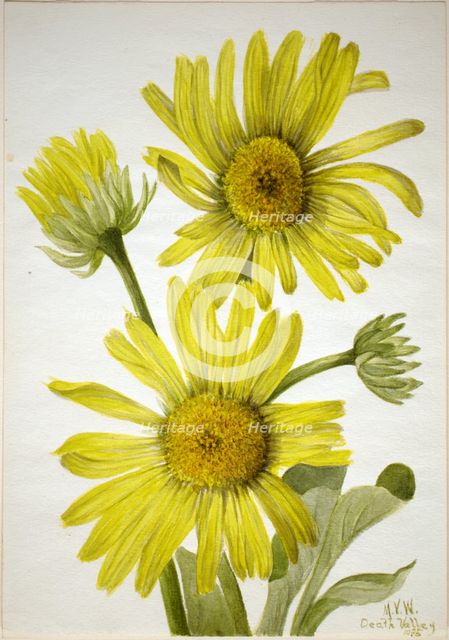 Satinleaf Goldenhead (Enceliopsis covillei), 1935. Creator: Mary Vaux Walcott.