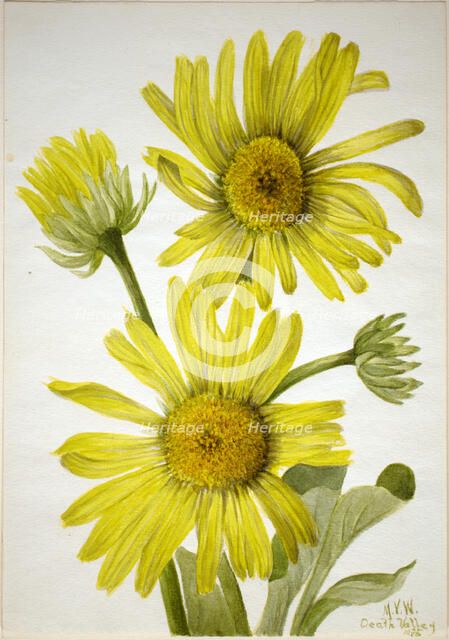 Satinleaf Goldenhead (Enceliopsis covillei), 1935. Creator: Mary Vaux Walcott.