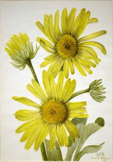 Satinleaf Goldenhead (Enceliopsis covillei), 1935. Creator: Mary Vaux Walcott