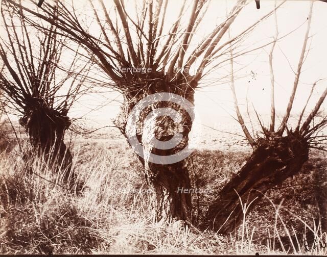 Saules, Printed 1921-1922. Creator: Eugene Atget.