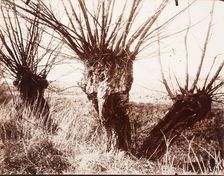 Saules, Printed 1921-1922. Creator: Eugene Atget