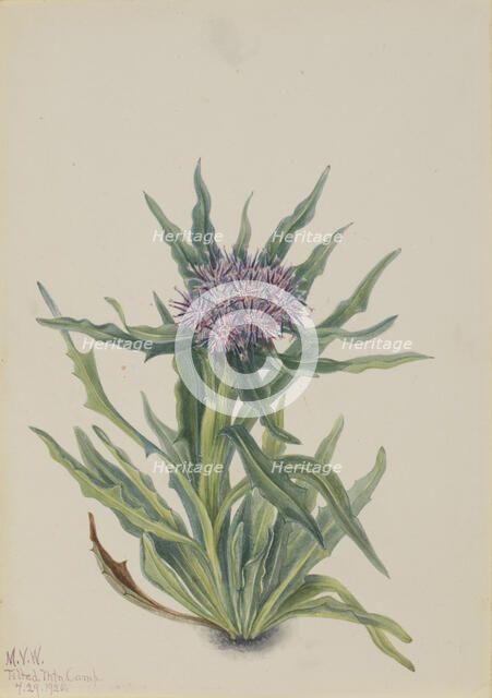 Saussurea (Saussurea densa), 1925. Creator: Mary Vaux Walcott.
