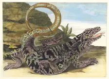 Sauvegarde. From the Book Metamorphosis insectorum Surinamensium, 1705. Creator: Merian, Maria Sibylla (1647-1717)