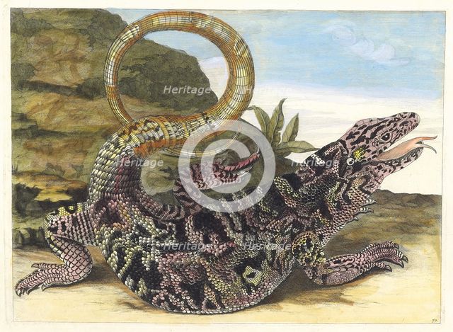 Sauvegarde. From the Book Metamorphosis insectorum Surinamensium, 1705. Creator: Merian, Maria Sibylla (1647-1717).