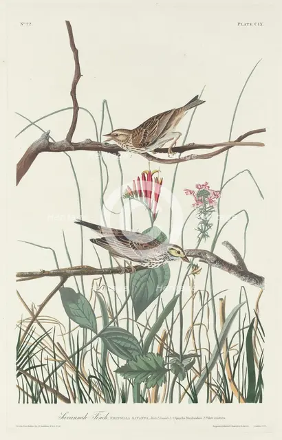 Savannah Finch, 1831. Creator: Robert Havell.