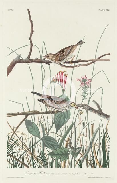 Savannah Finch, 1831. Creator: Robert Havell.