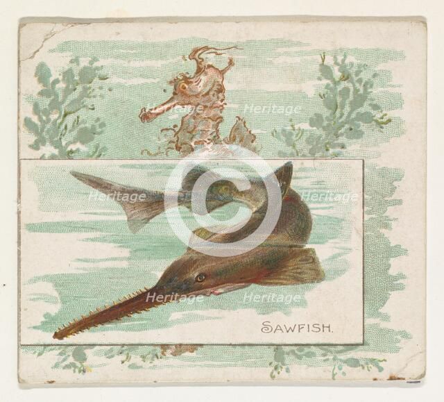 Sawfish, from Fish from American Waters series (N39) for Allen & Ginter Cigarettes, 1889. Creator: Allen & Ginter.