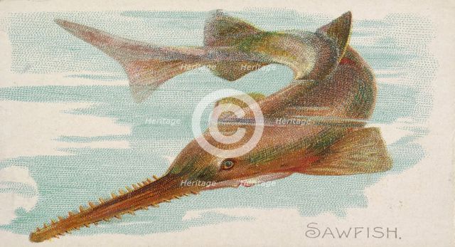 Sawfish, from the Fish from American Waters series (N8) for Allen & Ginter Cigarettes Brands, 1889. Creator: Allen & Ginter.