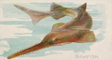 Sawfish, from the Fish from American Waters series (N8) for Allen & Ginter Cigarettes Brands, 1889. Creator: Allen & Ginter