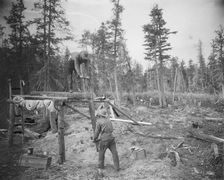 Sawing a log, 1916. Creator: Unknown