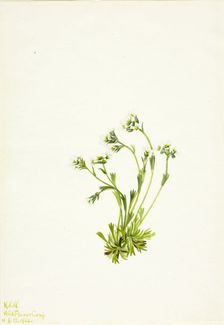 Saxifrage (Saxifraga caespitosa), 1924. Creator: Mary Vaux Walcott
