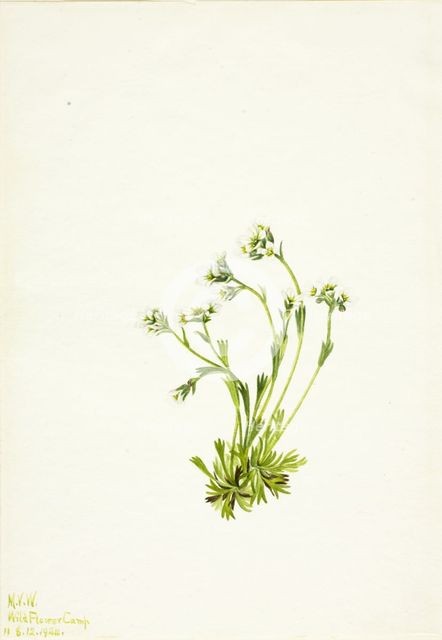 Saxifrage (Saxifraga caespitosa), 1924. Creator: Mary Vaux Walcott.