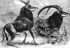 Sable antelope from Southern Africa, recently added to the Zoological Society's..., 1861. Creator: Pearson