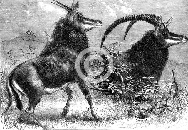 Sable antelope from Southern Africa, recently added to the Zoological Society's..., 1861. Creator: Pearson.