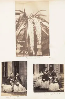 Saccolabium Guttatum; Lizzie, Emily, Alice, Mrs Stratton; Emily, Etty, Alice, Lizzie,..., 1853-1856. Creator: John Dillwyn Llewelyn
