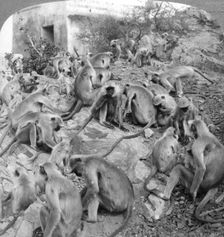 Sacred monkeys at Galta, near Jeypore, India, 1904.Artist: Underwood & Underwood